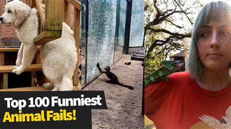 youtube funny animal videos|Top 100 ULTIMATE Funniest Animal Fails Compilation .